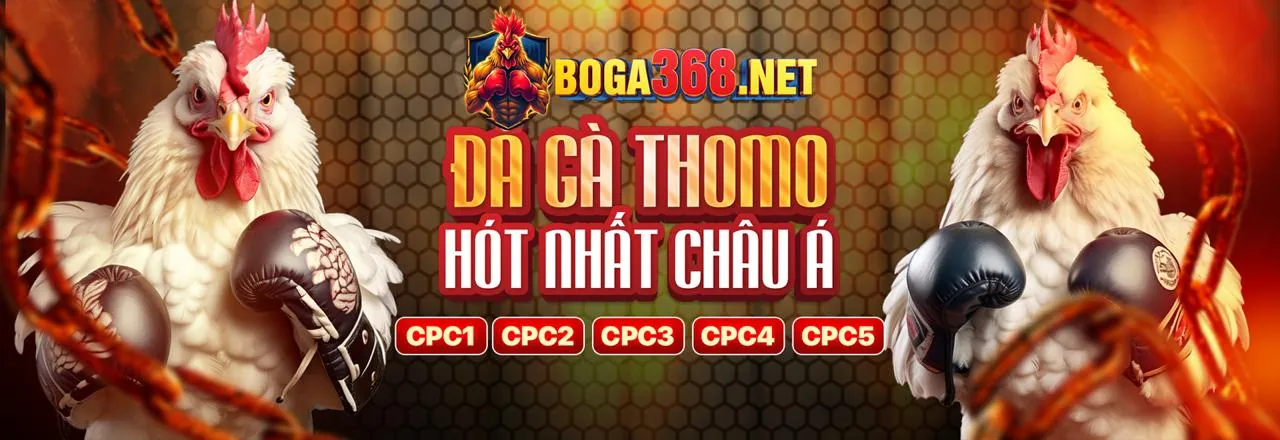 Hình ảnh đấu gà CPC4 trực tiếp đầy kịch tính